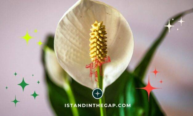 Live Peacefully: A Daily Devotional (Titus 3:2)