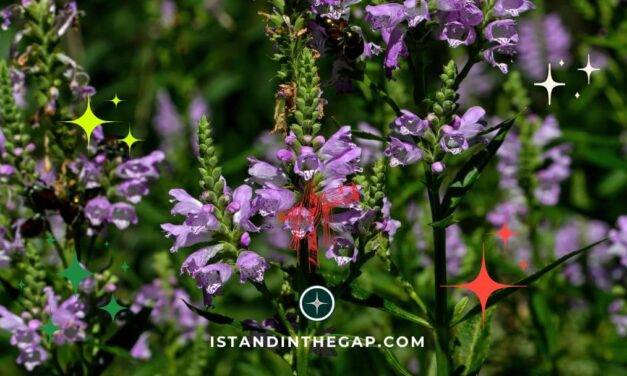 The Price of Defiance: A Daily Devotional (1 Samuel 12:15)