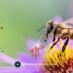 Not by Effort: A Daily Devotional (Romans 9:16)