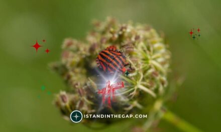 My Defense Is God: A Daily Devotional (Psalm 59:16)