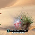 A Shrub in the Desert: A Daily Devotional (Jeremiah 17:6)