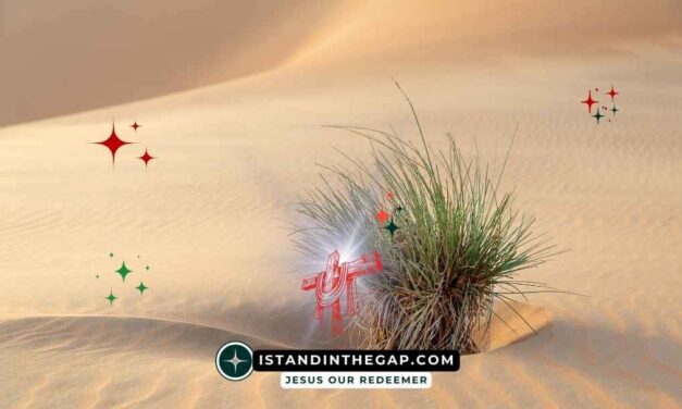 A Shrub in the Desert: A Daily Devotional (Jeremiah 17:6)