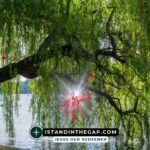 A Tree by Water: A Daily Devotional (Jeremiah 17:8)
