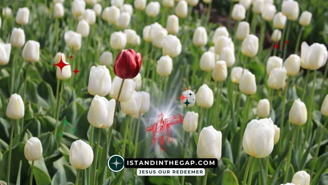 You Are Fearfully Made: A Daily Devotional (Psalm 139:14)