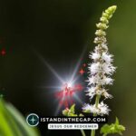God Is Merciful: A Daily Devotional (Luke 6:36)