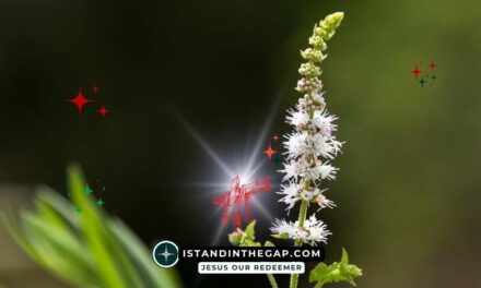 Gott Ist Barmherzig: Ein Tägliches Andacht (Lukas 6,36)