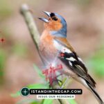 Sing a New Song: A Daily Devotional (Psalm 96:1)