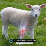 The Scroll and the Lamb: A Daily Devotional (Revelation 5:9)