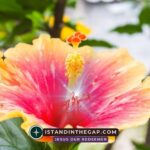 Abundance of Grace: A Daily Devotional (Romans 5:17)