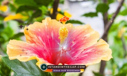 Abundance of Grace: A Daily Devotional (Romans 5:17)