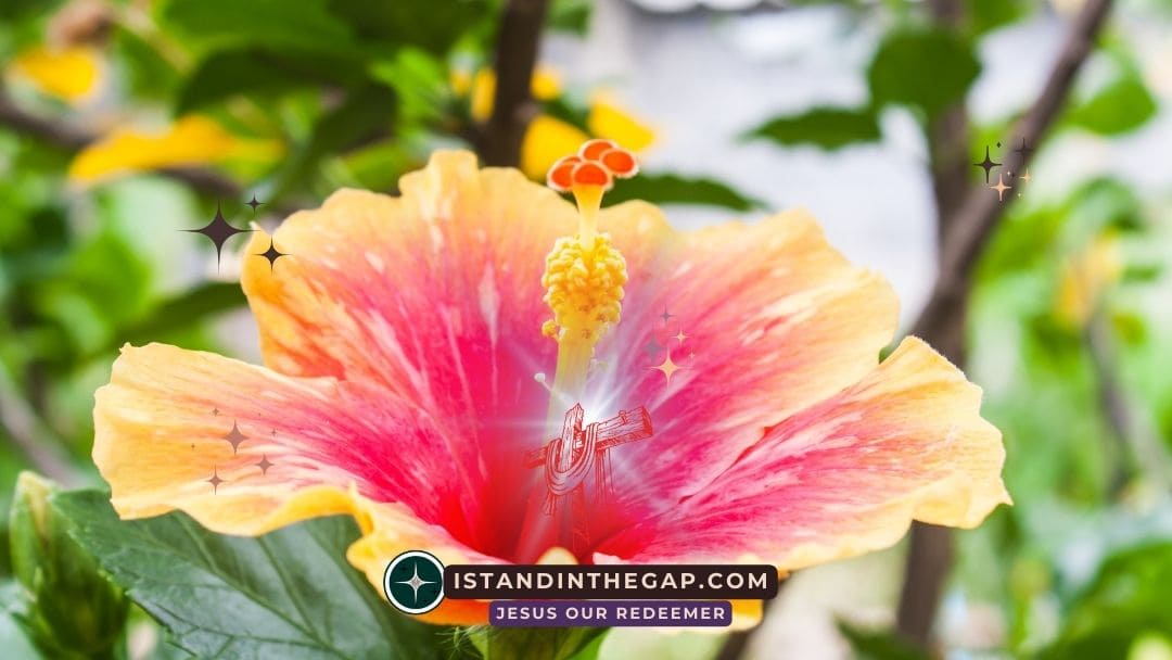 Abundance of Grace: A Daily Devotional (Romans 5:17)