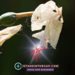 Awake Out Of Sleep: A Daily Devotional (Romans 13:11)