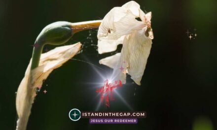 Awake Out Of Sleep: A Daily Devotional (Romans 13:11)