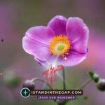 God Has Broken Through: A Daily Devotional (2 Samuel 5:20)