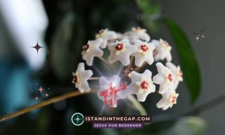 Lebende Dankbarkeit: Eine T&auml;gliche Andacht (Kolosser 3:17)