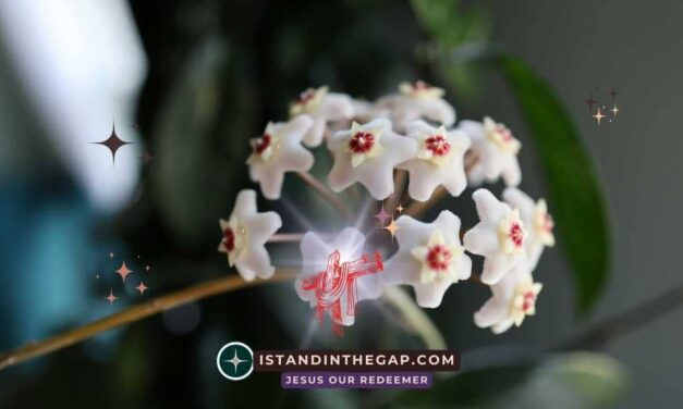 Lebende Dankbarkeit: Eine T&auml;gliche Andacht (Kolosser 3:17)