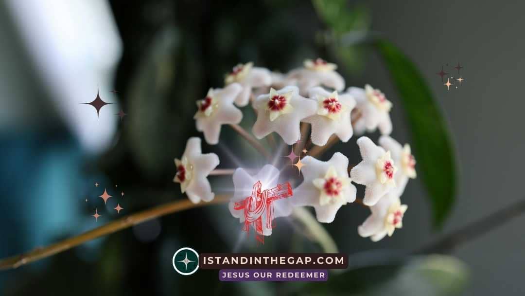 Lebende Dankbarkeit: Eine T&auml;gliche Andacht (Kolosser 3:17)