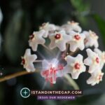 Living Gratitude: A Daily Devotional (Colossians 3:17)