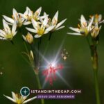 Accusations Against Believers: A Daily Devotional (Ezra 4:6)