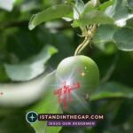 Apfel Seines Auges: Eine t&auml;gliche Andacht (Sacharja 2:12)