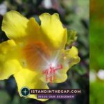 Careful Obedience: A Daily Devotional (Ezra 6:13)