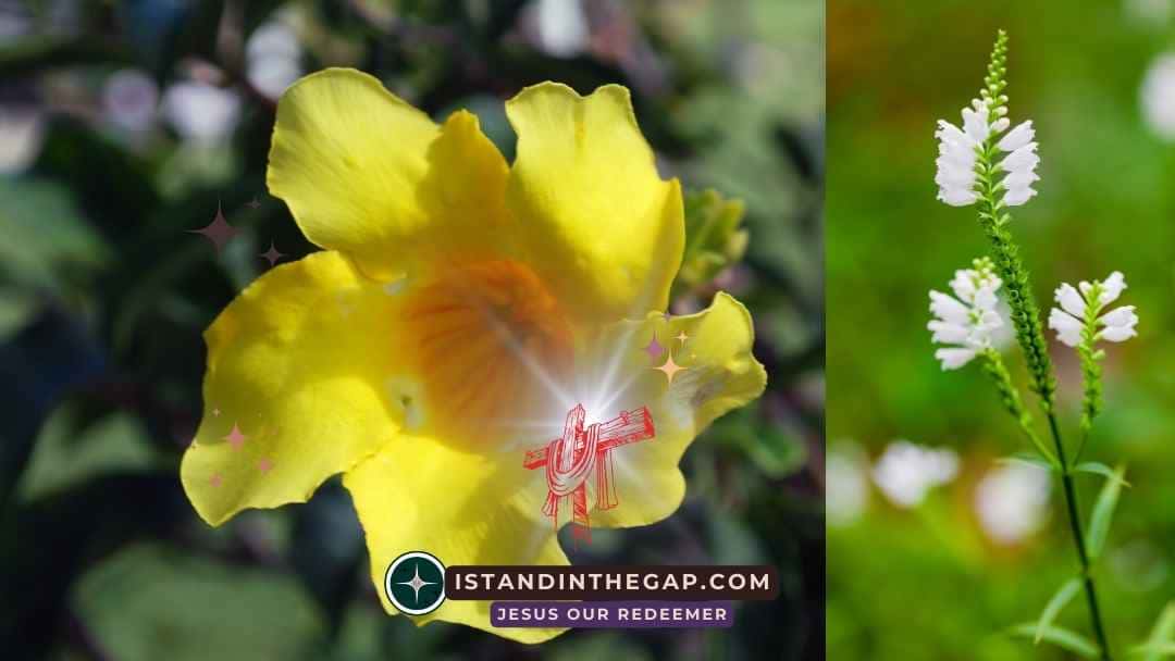 Careful Obedience: A Daily Devotional (Ezra 6:13)