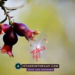 The Firstfruits of Creation: A Daily Devotional (James 1:18)