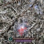 Be Resilient Through Trials: A Daily Devotional (James 1:12)