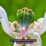 Dying to Self: A Daily Devotional (Luke 9:23)