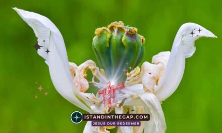 Dying to Self: A Daily Devotional (Luke 9:23)