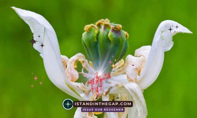 Dying to Self: A Daily Devotional (Luke 9:23)