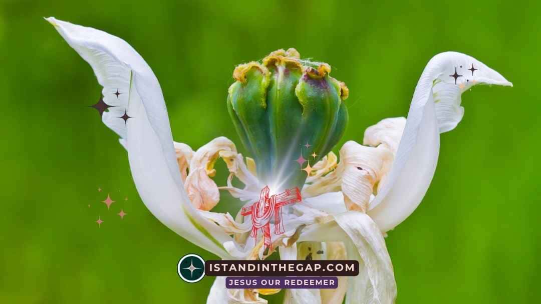 Dying to Self: A Daily Devotional (Luke 9:23)