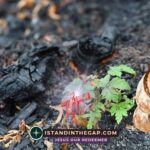 Ashes for Bread: A Daily Devotional (Psalm 102:9)