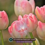 Freed from Oppression: A Daily Devotional (Acts 10:38)