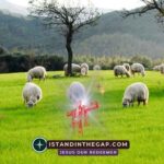 Pasture of Peace: A Daily Devotional (Psalm 95:7)