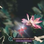 Special Grace Awaits: A Daily Devotional (2 Peter 1:2)