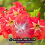 You’re Not Forgotten: A Daily Devotional (Psalm 9:12)