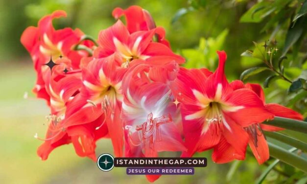 You’re Not Forgotten: A Daily Devotional (Psalm 9:12)