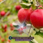 Naked Without Shame: A Daily Devotional (Genesis 2:25)