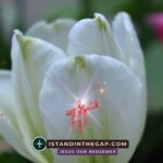 Your God is Awesome in Deeds: A Daily Devotional (Psalm 66:5)