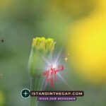 Joyful Expectation: A Daily Devotional (Romans 15:13)