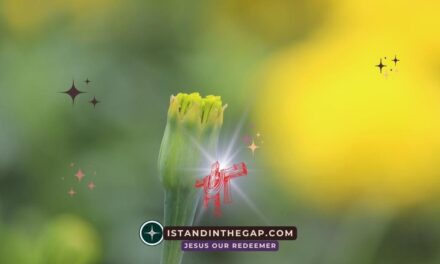 Joyful Expectation: A Daily Devotional (Romans 15:13)