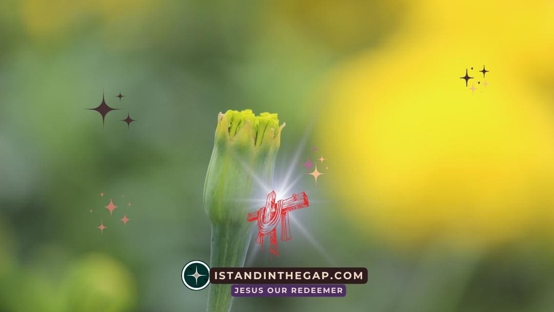 Joyful Expectation: A Daily Devotional (Romans 15:13)