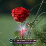 Kingdom Loyalty: A Daily Devotional (Matthew 6:24)
