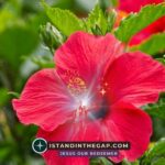 Protected From Lies: A Daily Devotional (Psalm 27:12)