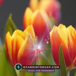 Anointed and Preserved by God: A Daily Devotional (1 Samuel 16:13)