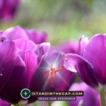 Blessed and Unafraid: A Daily Devotional (1 Peter 3:13-14)