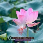 Divine Selection: A Daily Devotional (1 Samuel 16:13)