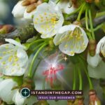 Fragrance of Christ: A Daily Devotional (2 Corinthians 2:15)