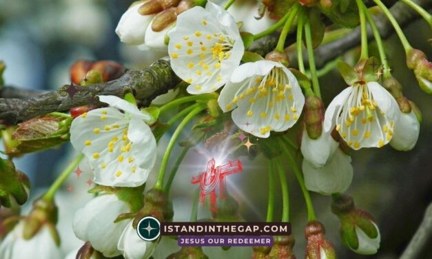 Fragrance of Christ: A Daily Devotional (2 Corinthians 2:15)